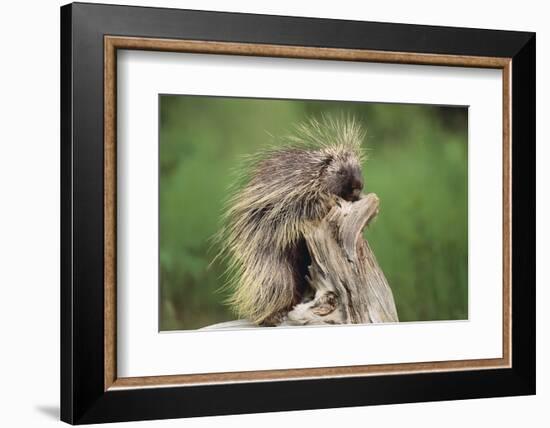 Porcupine-DLILLC-Framed Photographic Print