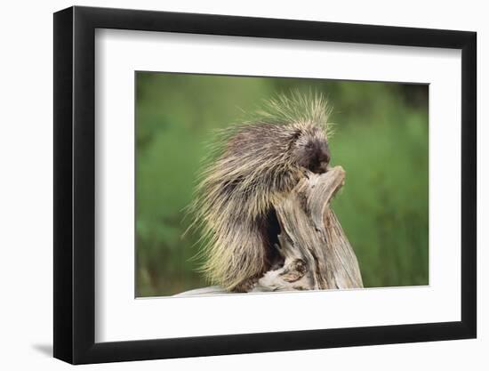 Porcupine-DLILLC-Framed Photographic Print