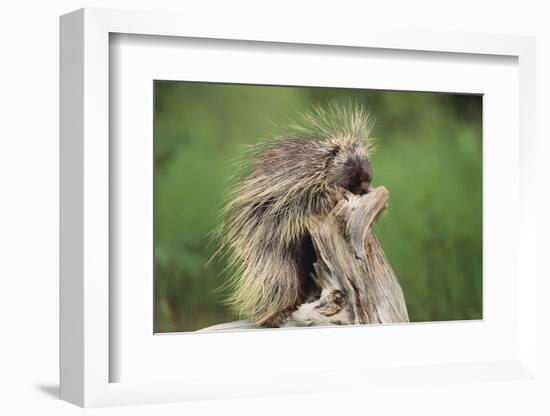 Porcupine-DLILLC-Framed Photographic Print