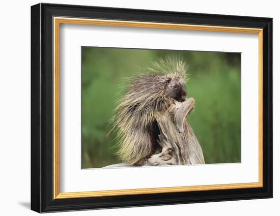 Porcupine-DLILLC-Framed Photographic Print