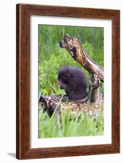 Porcupine-null-Framed Photographic Print