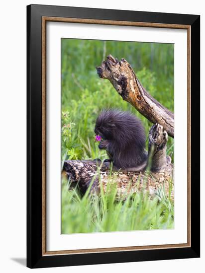 Porcupine-null-Framed Photographic Print