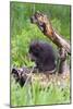 Porcupine-null-Mounted Photographic Print