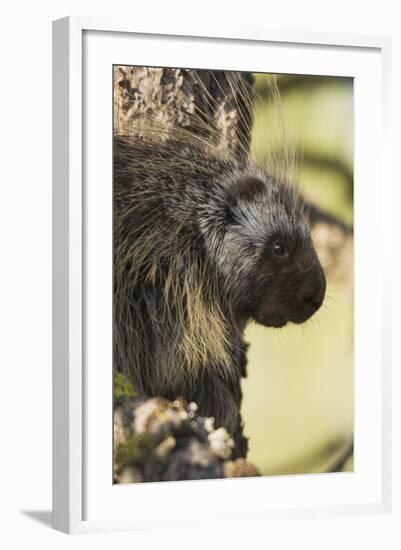 Porcupine-Ken Archer-Framed Photographic Print