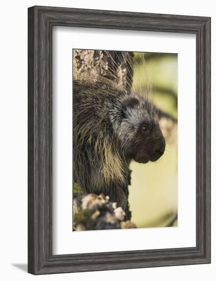 Porcupine-Ken Archer-Framed Photographic Print