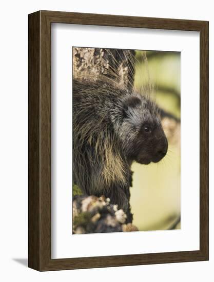 Porcupine-Ken Archer-Framed Photographic Print