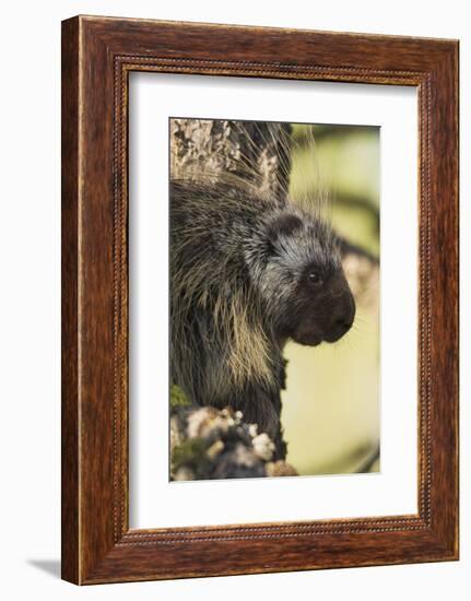 Porcupine-Ken Archer-Framed Photographic Print