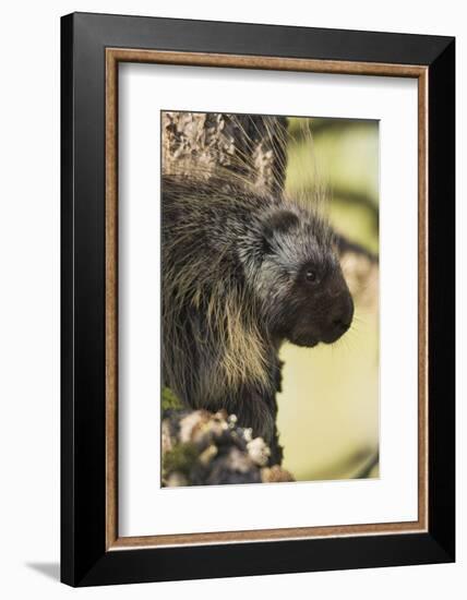 Porcupine-Ken Archer-Framed Photographic Print