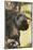 Porcupine-Ken Archer-Mounted Photographic Print