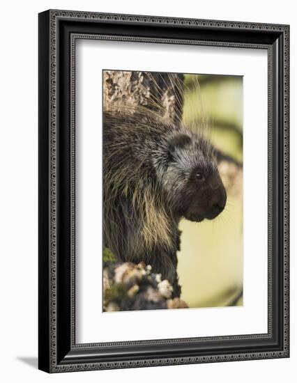 Porcupine-Ken Archer-Framed Photographic Print