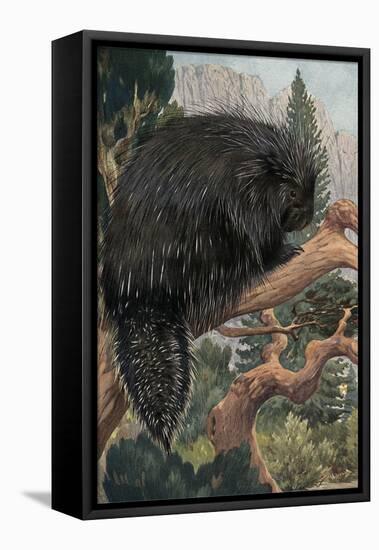 Porcupine-null-Framed Stretched Canvas