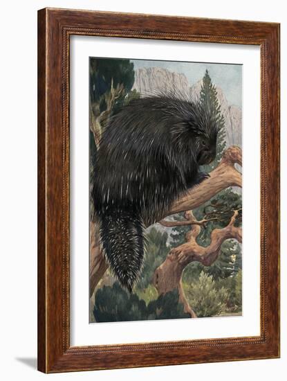 Porcupine-null-Framed Premium Giclee Print