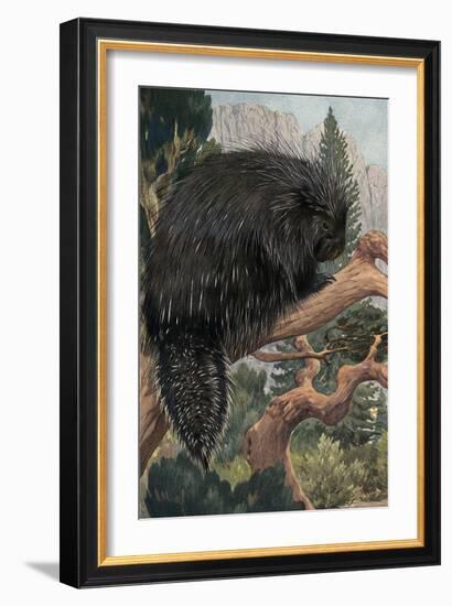 Porcupine-null-Framed Premium Giclee Print