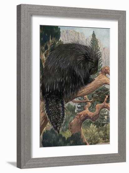 Porcupine-null-Framed Art Print