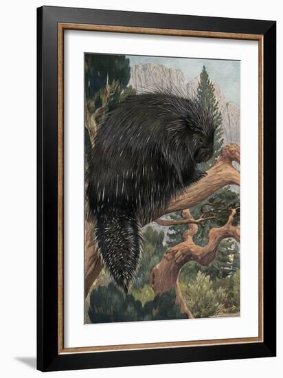 Porcupine-null-Framed Art Print