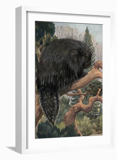 Porcupine-null-Framed Art Print