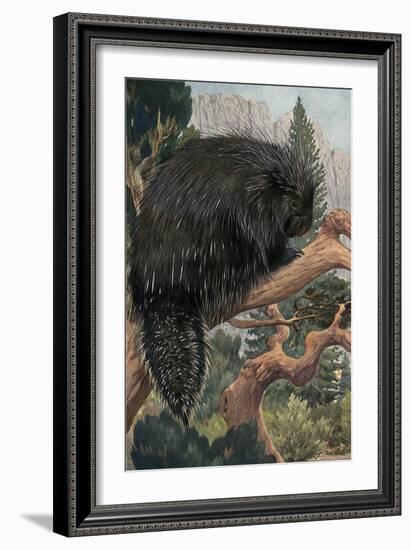 Porcupine-null-Framed Art Print
