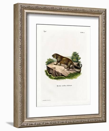 Porcupine-null-Framed Giclee Print