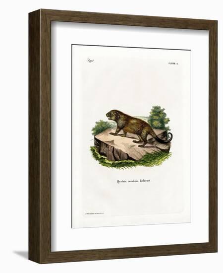 Porcupine-null-Framed Giclee Print