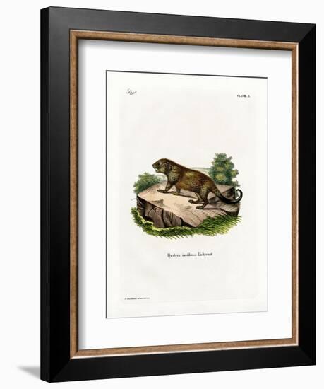 Porcupine-null-Framed Giclee Print