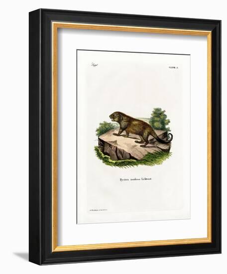 Porcupine-null-Framed Giclee Print