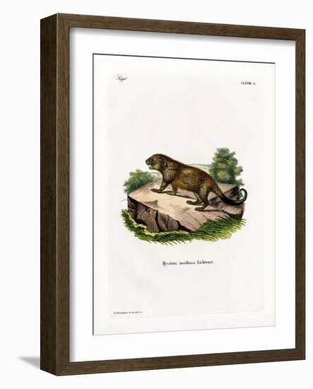 Porcupine-null-Framed Giclee Print