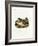 Porcupine-null-Framed Giclee Print