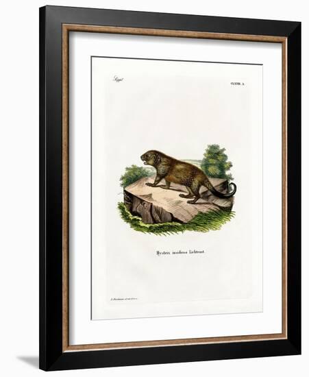 Porcupine-null-Framed Giclee Print