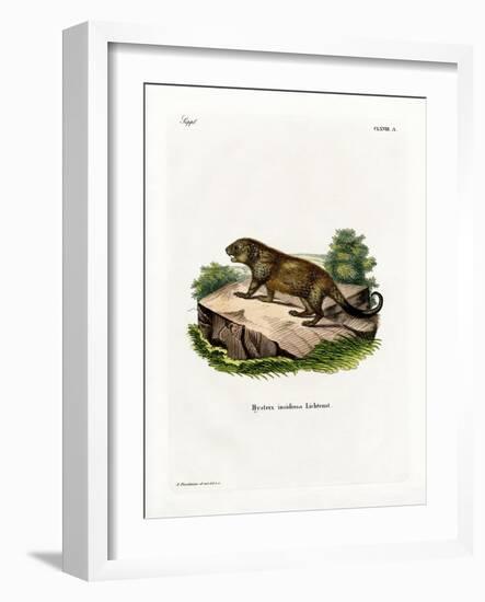 Porcupine-null-Framed Giclee Print