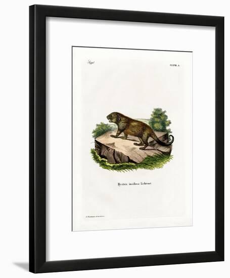 Porcupine-null-Framed Giclee Print