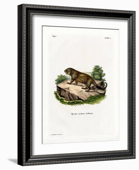 Porcupine-null-Framed Giclee Print