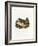 Porcupine-null-Framed Giclee Print