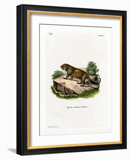 Porcupine-null-Framed Giclee Print