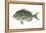 Porgy (Stenotomus Chrysops), Fishes-Encyclopaedia Britannica-Framed Stretched Canvas