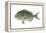 Porgy (Stenotomus Chrysops), Fishes-Encyclopaedia Britannica-Framed Stretched Canvas