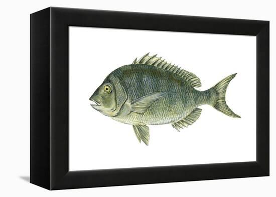 Porgy (Stenotomus Chrysops), Fishes-Encyclopaedia Britannica-Framed Stretched Canvas