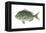 Porgy (Stenotomus Chrysops), Fishes-Encyclopaedia Britannica-Framed Stretched Canvas