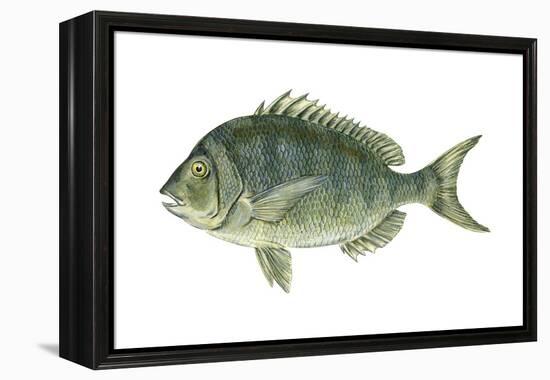Porgy (Stenotomus Chrysops), Fishes-Encyclopaedia Britannica-Framed Stretched Canvas