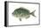 Porgy (Stenotomus Chrysops), Fishes-Encyclopaedia Britannica-Framed Stretched Canvas