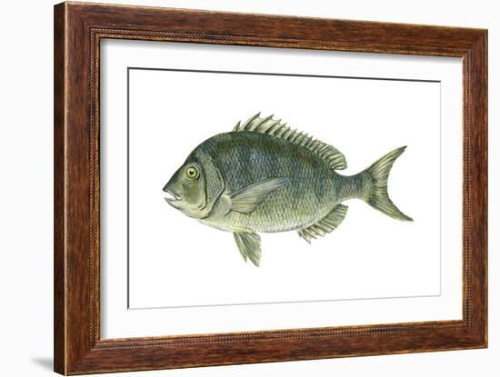 Porgy (Stenotomus Chrysops), Fishes-Encyclopaedia Britannica-Framed Art Print