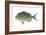 Porgy (Stenotomus Chrysops), Fishes-Encyclopaedia Britannica-Framed Art Print