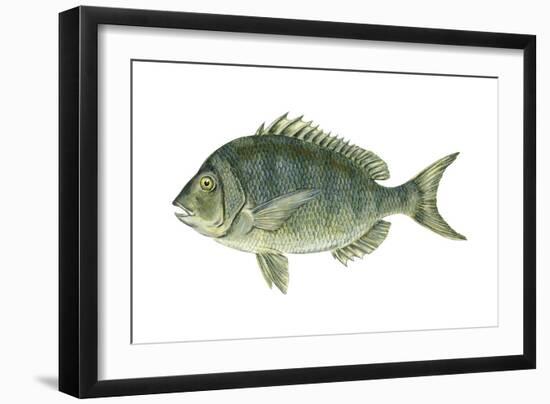 Porgy (Stenotomus Chrysops), Fishes-Encyclopaedia Britannica-Framed Art Print