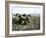 Porlock Weir-Cristiana Angelini-Framed Giclee Print