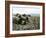 Porlock Weir-Cristiana Angelini-Framed Giclee Print