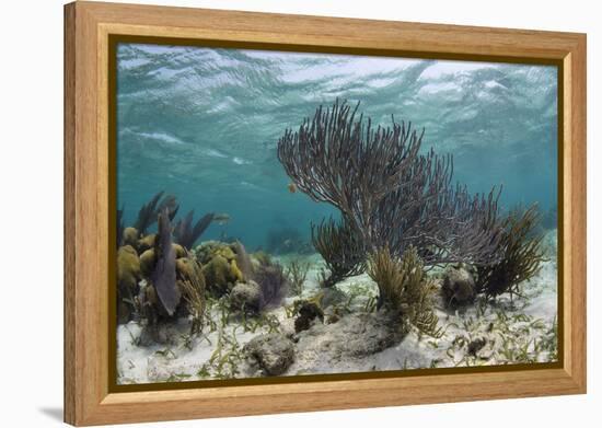 Porous Sea Rods, Hol Chan Marine Reserve, Belize-Pete Oxford-Framed Premier Image Canvas