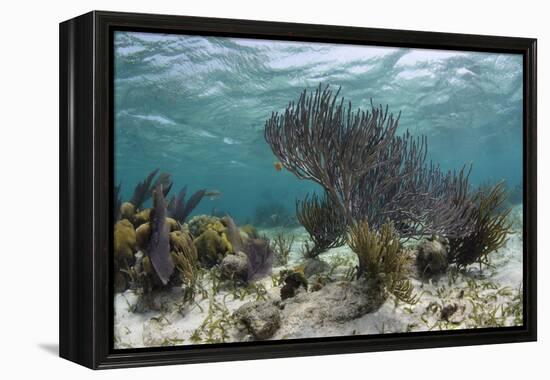 Porous Sea Rods, Hol Chan Marine Reserve, Belize-Pete Oxford-Framed Premier Image Canvas