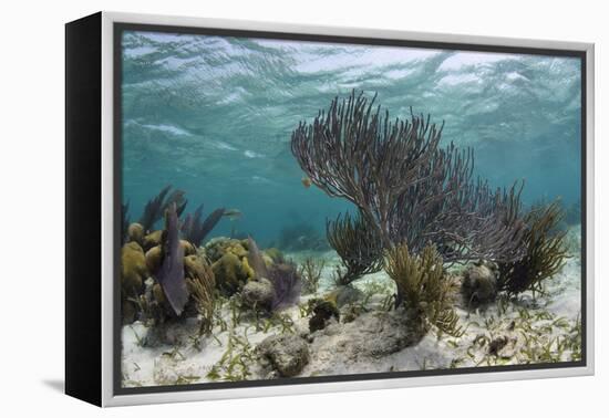 Porous Sea Rods, Hol Chan Marine Reserve, Belize-Pete Oxford-Framed Premier Image Canvas