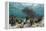 Porous Sea Rods, Hol Chan Marine Reserve, Belize-Pete Oxford-Framed Premier Image Canvas
