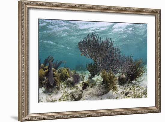 Porous Sea Rods, Hol Chan Marine Reserve, Belize-Pete Oxford-Framed Photographic Print