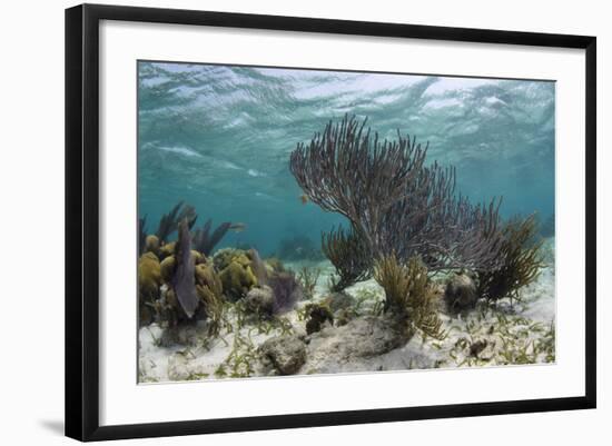 Porous Sea Rods, Hol Chan Marine Reserve, Belize-Pete Oxford-Framed Photographic Print